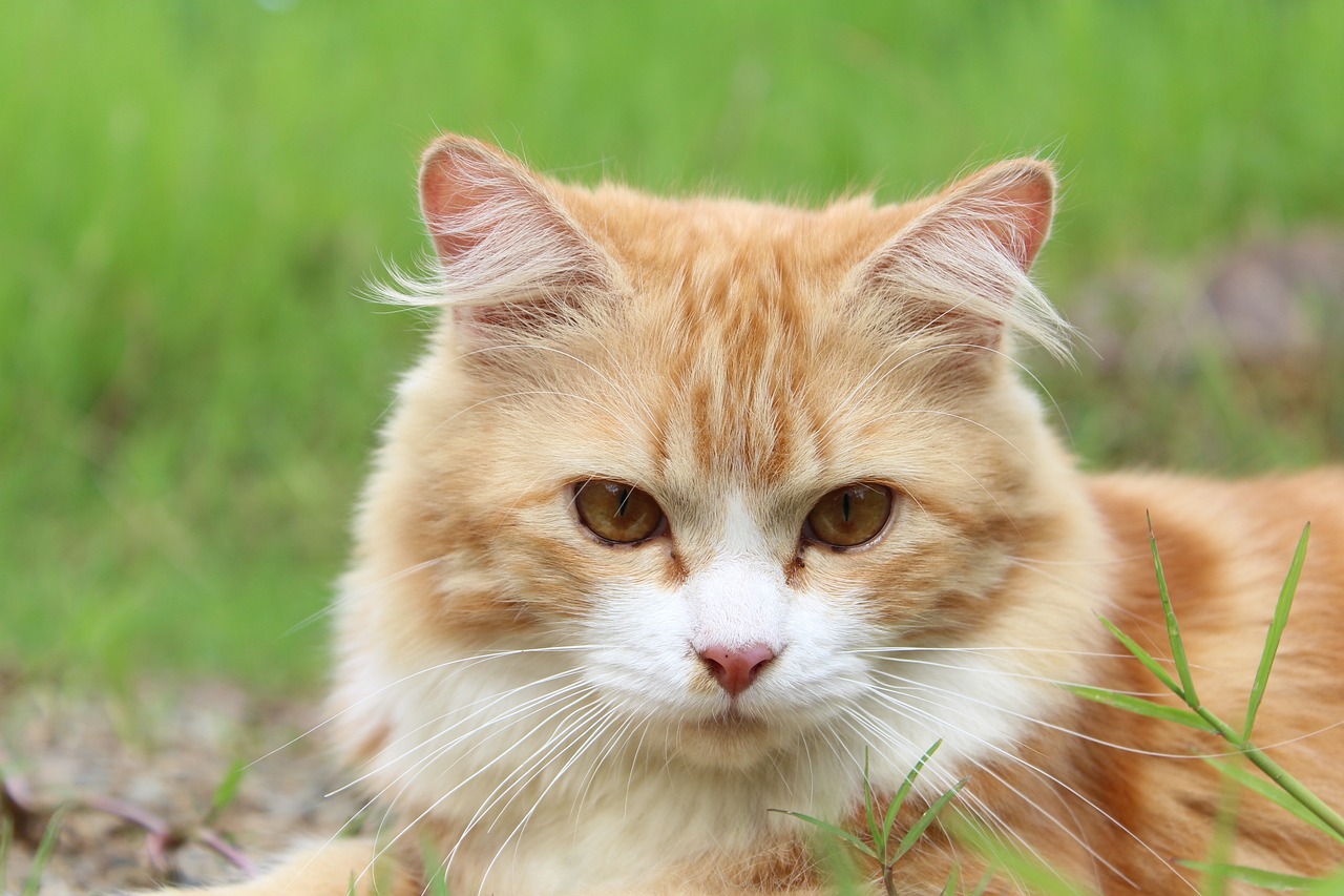 网红猫被一拳打飞