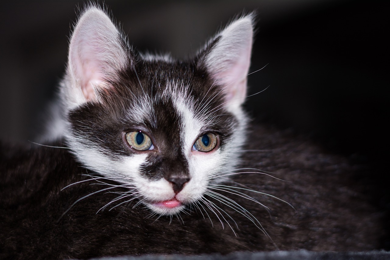 深度解析，陕西黑猫这只猫咪背后的股市魅力与投资机遇