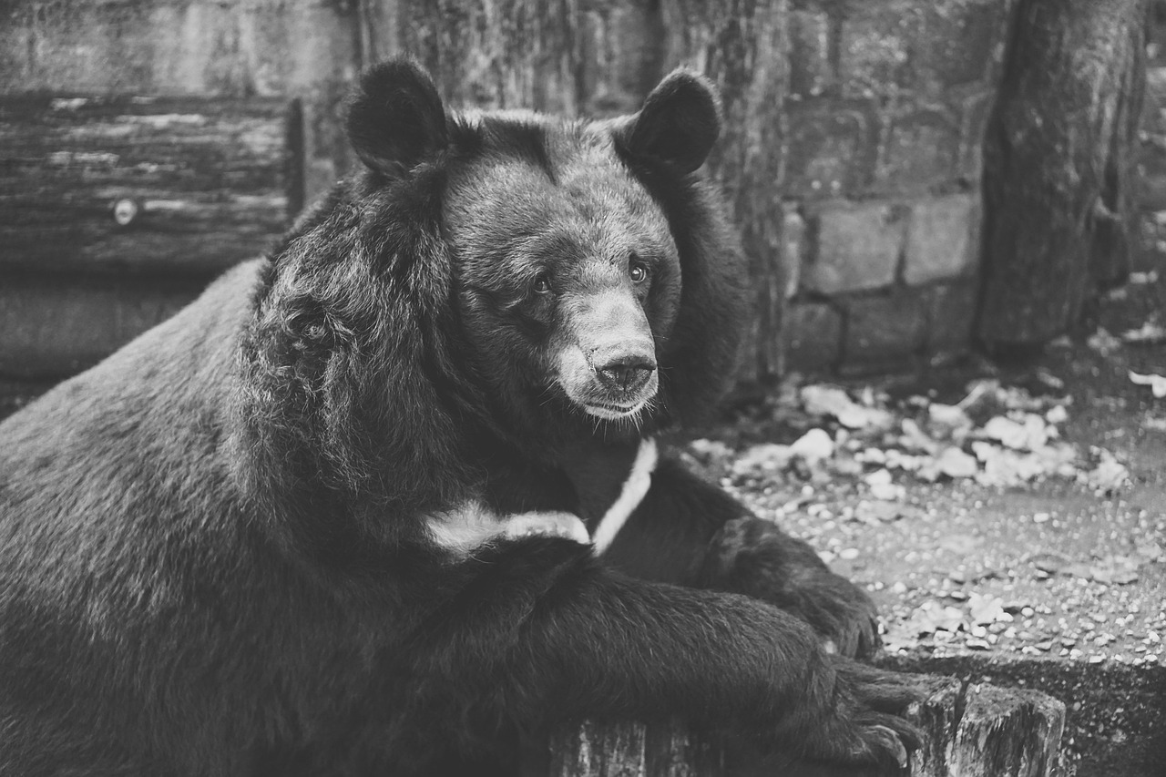 熊猫莽灿灿伤情通报，一次野生动物保护与康复的深度解析